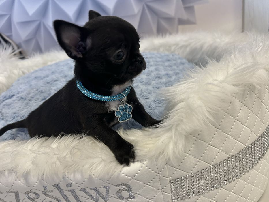 Chihuahua malutki chłopiec po championach Polski .CUDO