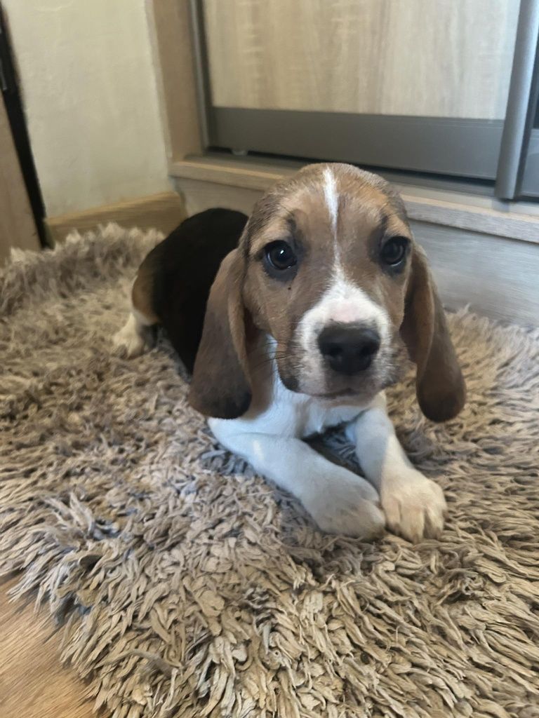 Szczeniaczki Beagle tricolor