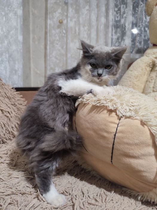 Віддам кошенят в добрі руки