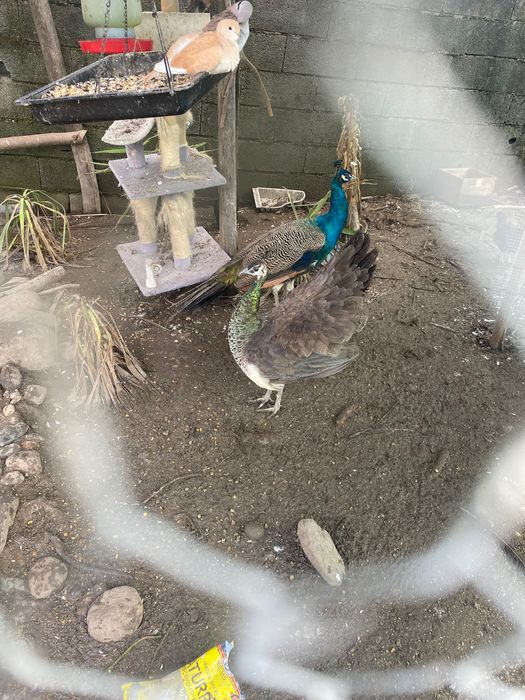 Vendo pavões jovens