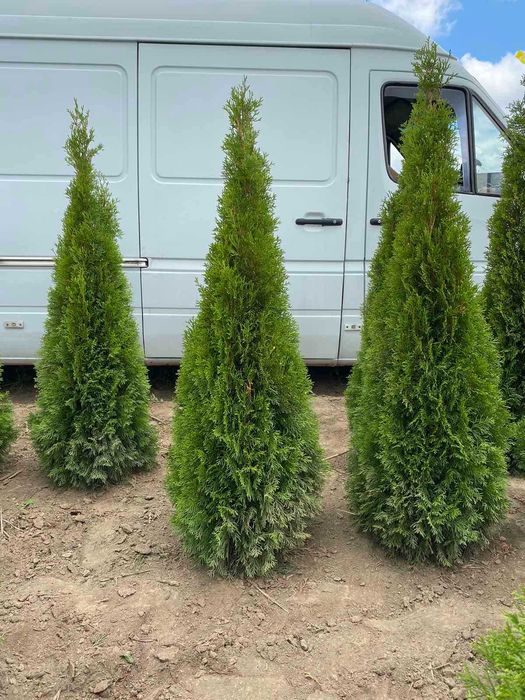 ТУЯ СМАРАГД ОТ 1,00-2,40М. від 300грн.