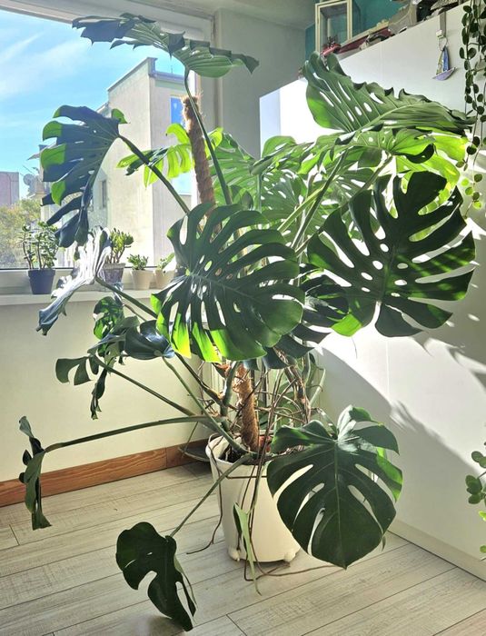 Monstera dziurawa (Monstera deliciosa) z doniczka osiaga prawie 160 cm