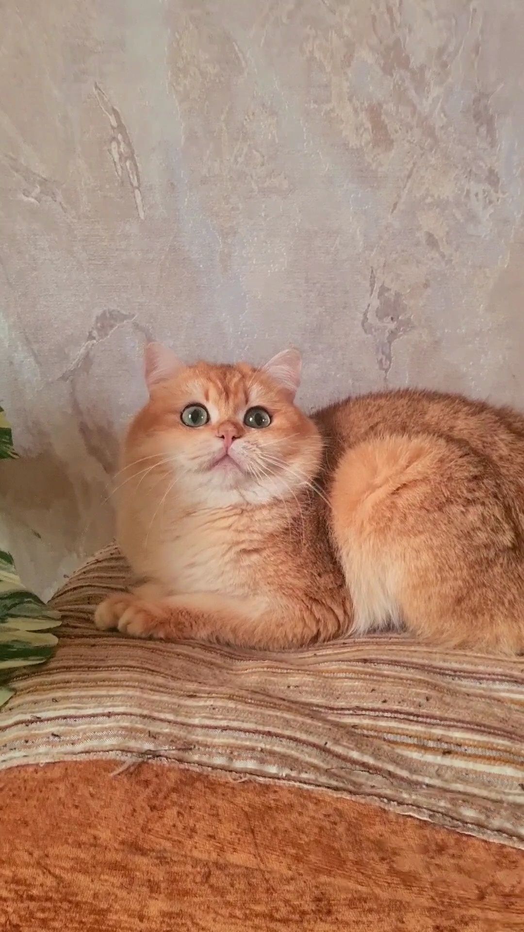 Золотая шиншилла ny12 котик