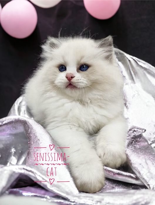 Ragdoll z rodowodem FPL