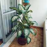 Vendo Planta Comigo Ninguém Pode!!!