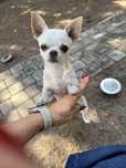 Chihuahua piesek krótkowłosy  Fci