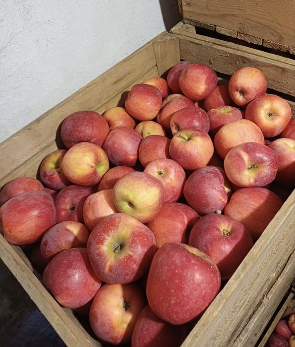 Домашні яблука різних сортів