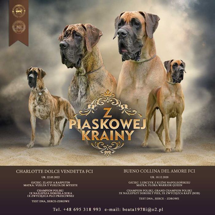 Dog Niemiecki Szczenię