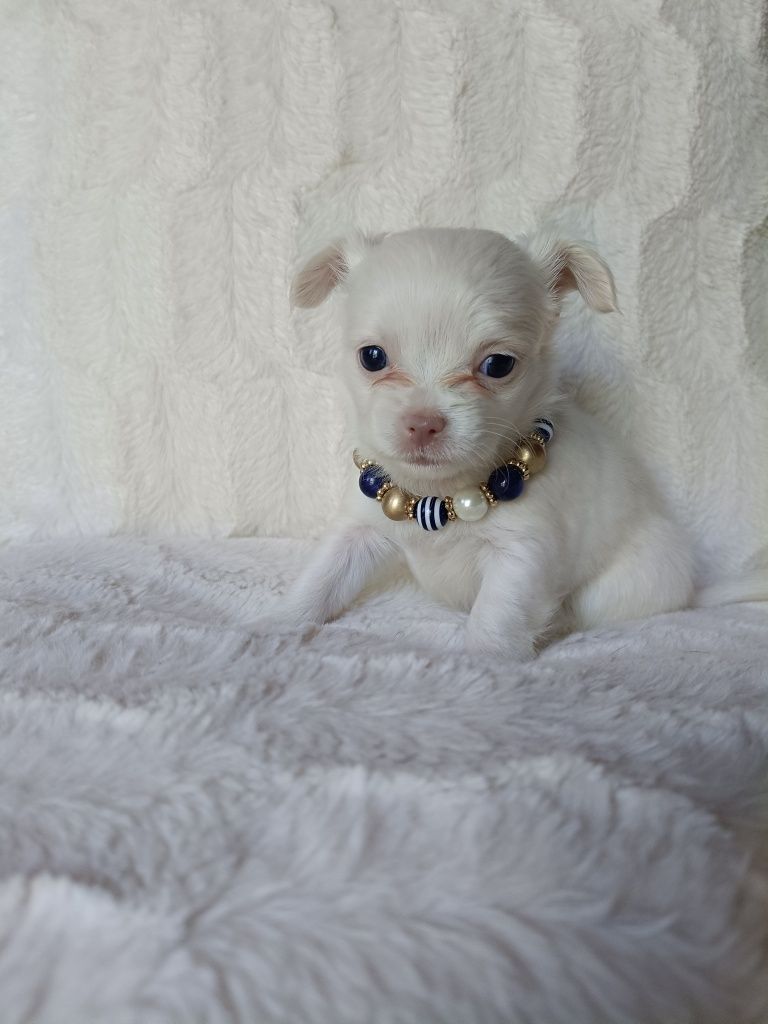 Chihuahua suczka