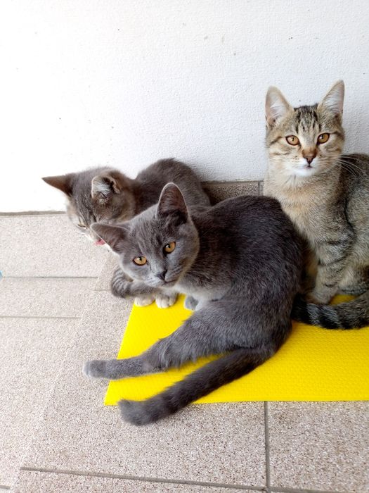 Котики чекають на дбайливого господаря