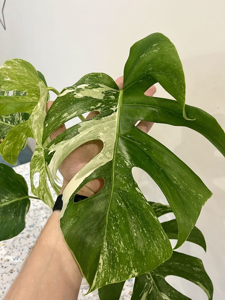 Monstera Deliciosa Variegata CAŁA roślina 60 cm