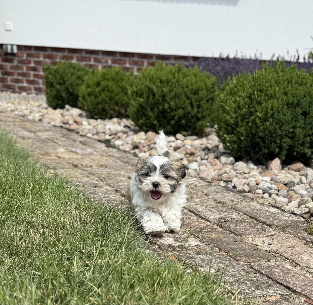 Shih tzu, Maltańczyk, Malshi