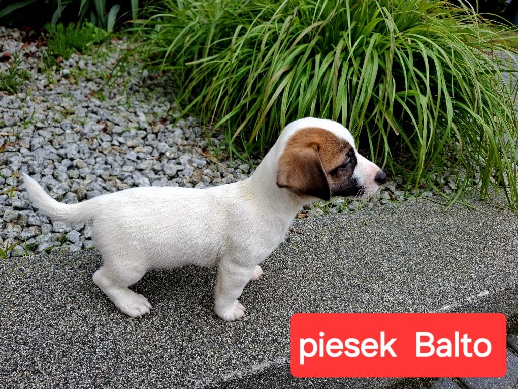 Piesek Balto Jack Russell krótkie nóżki RODZIICE W HODOWLI