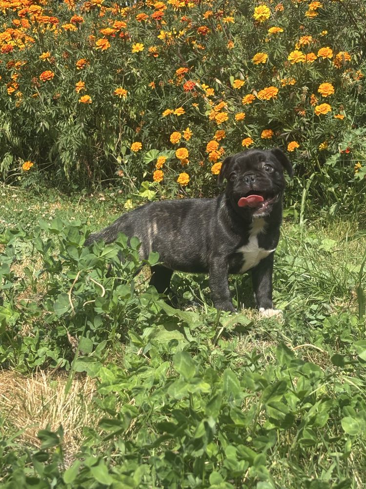 Frienche Pug  (buldog francuski , Mops)