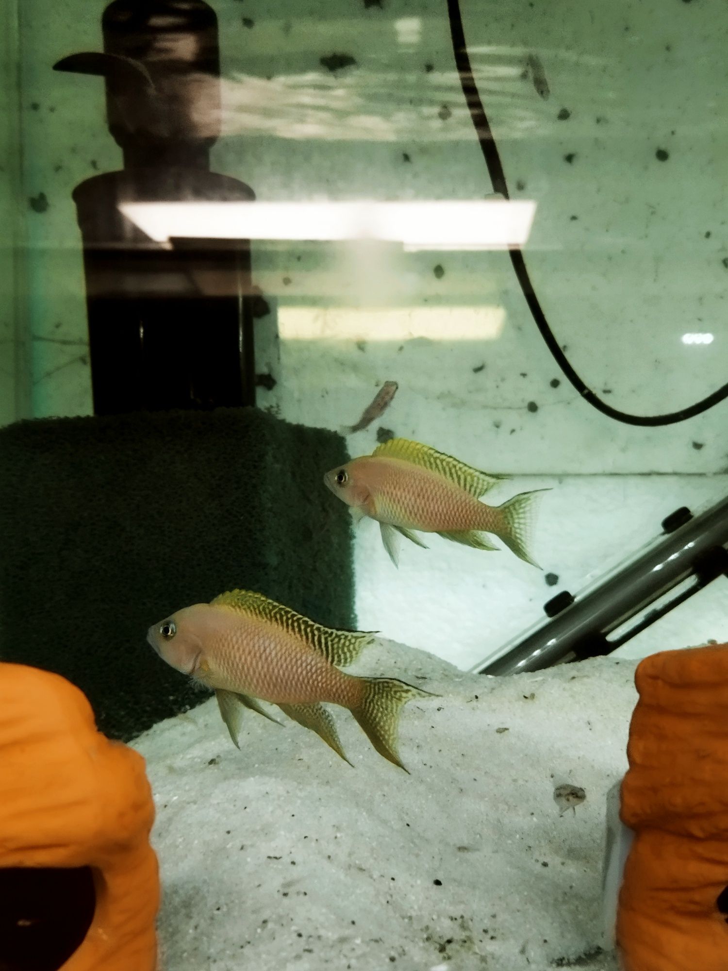 Neolamprologus walteri Kigoma księżniczka tanganika
