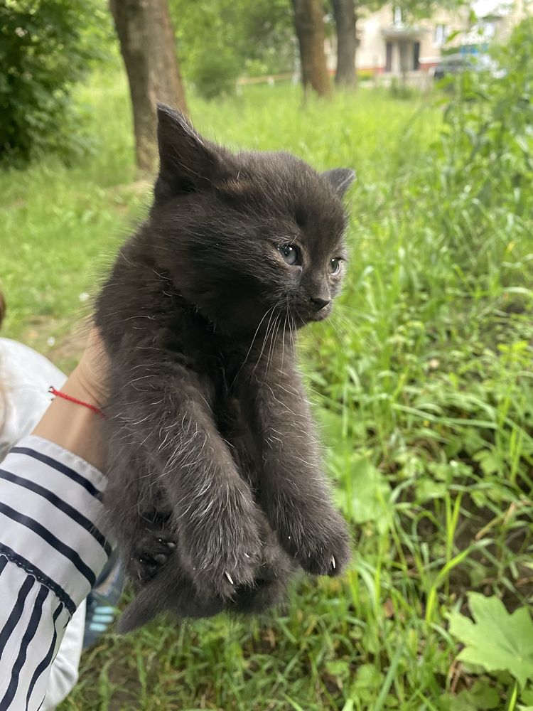 Кошенятка в добрі руки