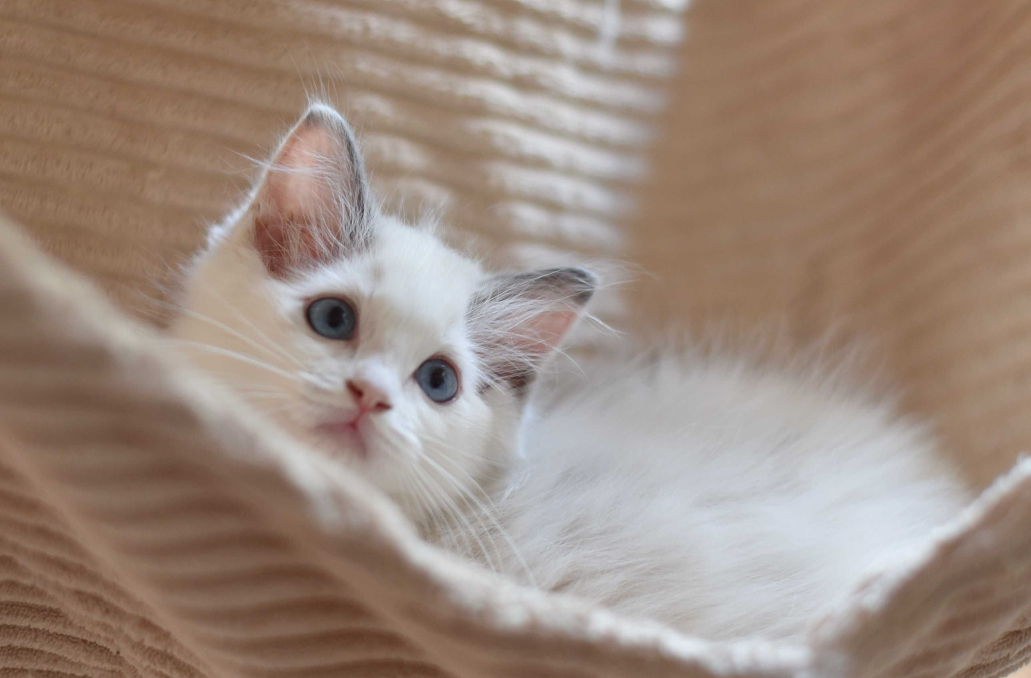 NIKA słodka dziewczynka  Ragdoll