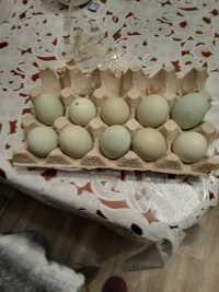Яйця інкубаційні і наявності