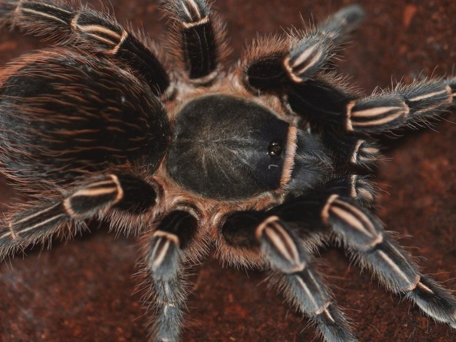 Aphonopelma seemanni взрослая самка паука птицееда для новичков