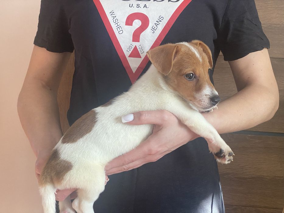 Чистокровні малюаи