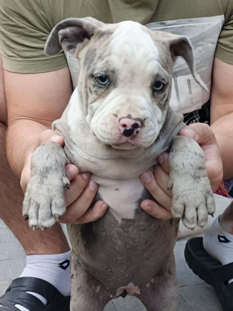 American Bully ABKC merle suczka