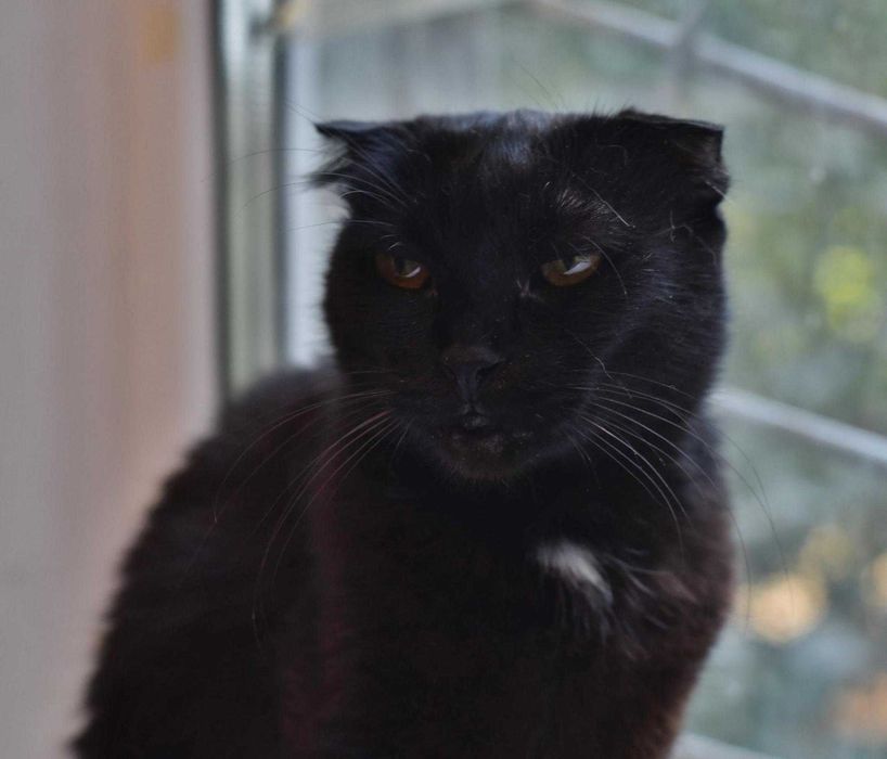 Друге життя  для Аліси