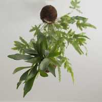 Kokedama Chifre de Veado