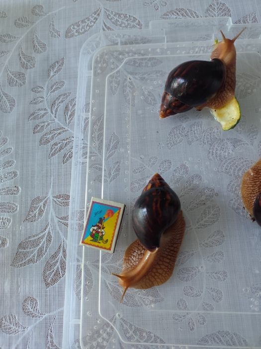 Равлики Ахатіни!