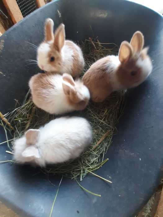 Kroliki karzelki miniaturki