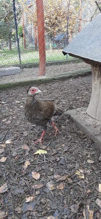 Kury bażanta srebrzystego