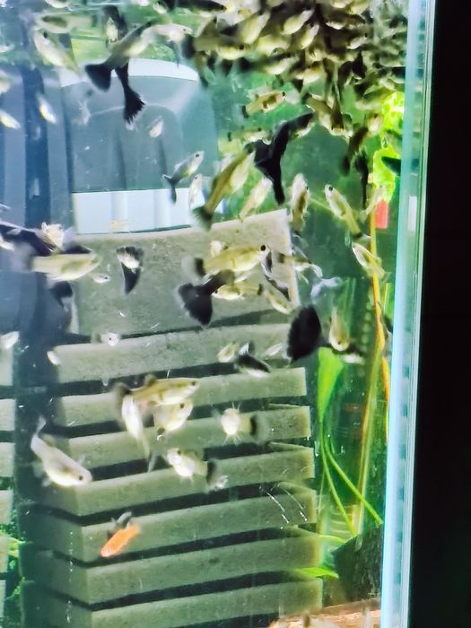 Gupiki moskiewskie Czarne