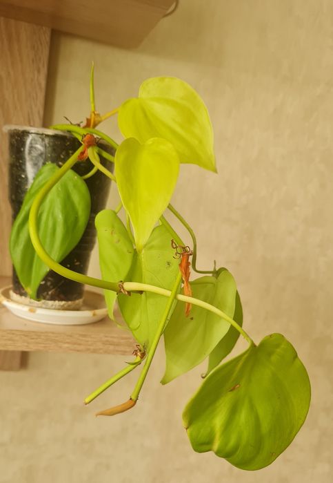 Філодендрон лемон лайм,алоказія дрегон скейл,хойя публікаліс, триколор