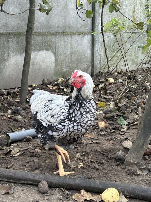 wymienie koguty wyandotty srebrnołuskowanej 2025