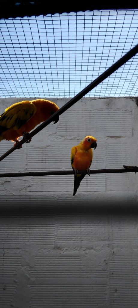 Casal aratinga sol