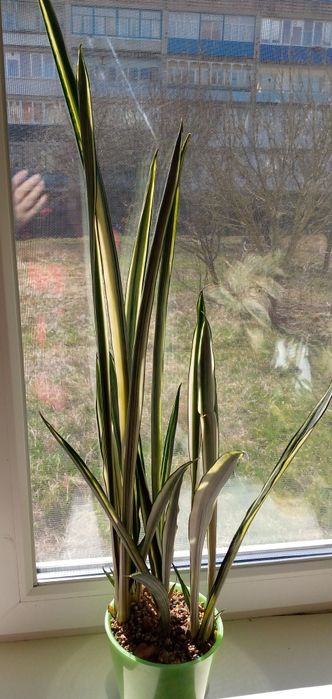 Сансевієрія Бентель