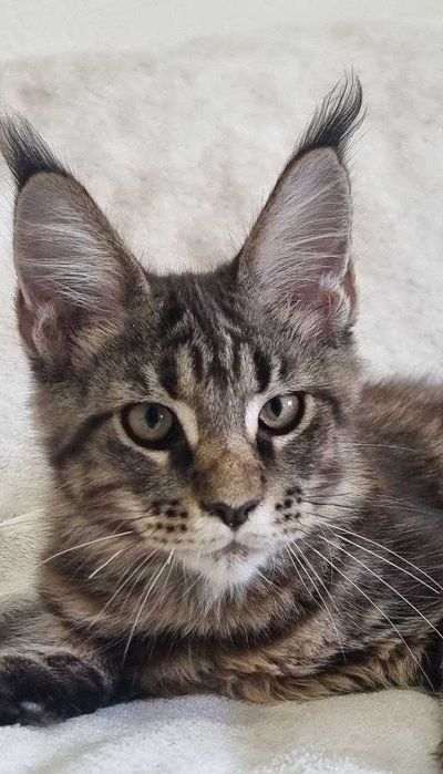 Gatinho Maine Coon