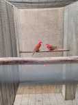 Casal de roselas eximius vermelhas canelas