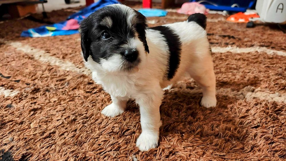 Suczka Polski Owczarek Nizinny FCI - Polish Lowland Sheepdog PON