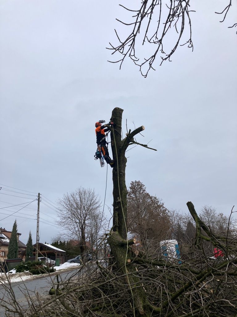 Wycinka drzew trudnych karczowanie działek usługi rębakiem