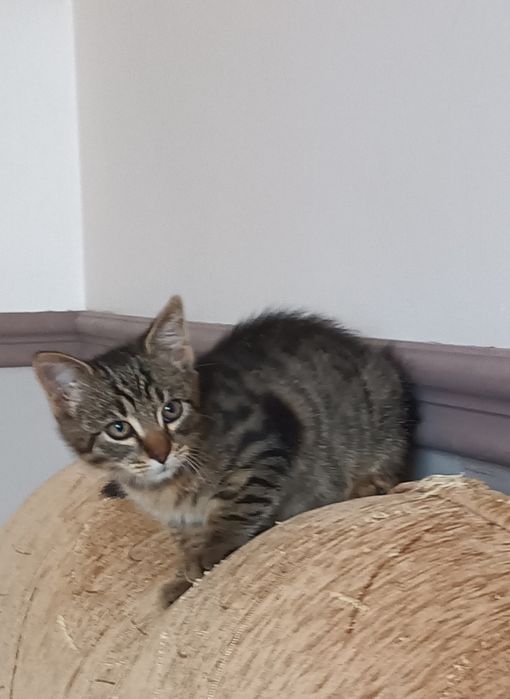 Oddam kotka bez adopcji