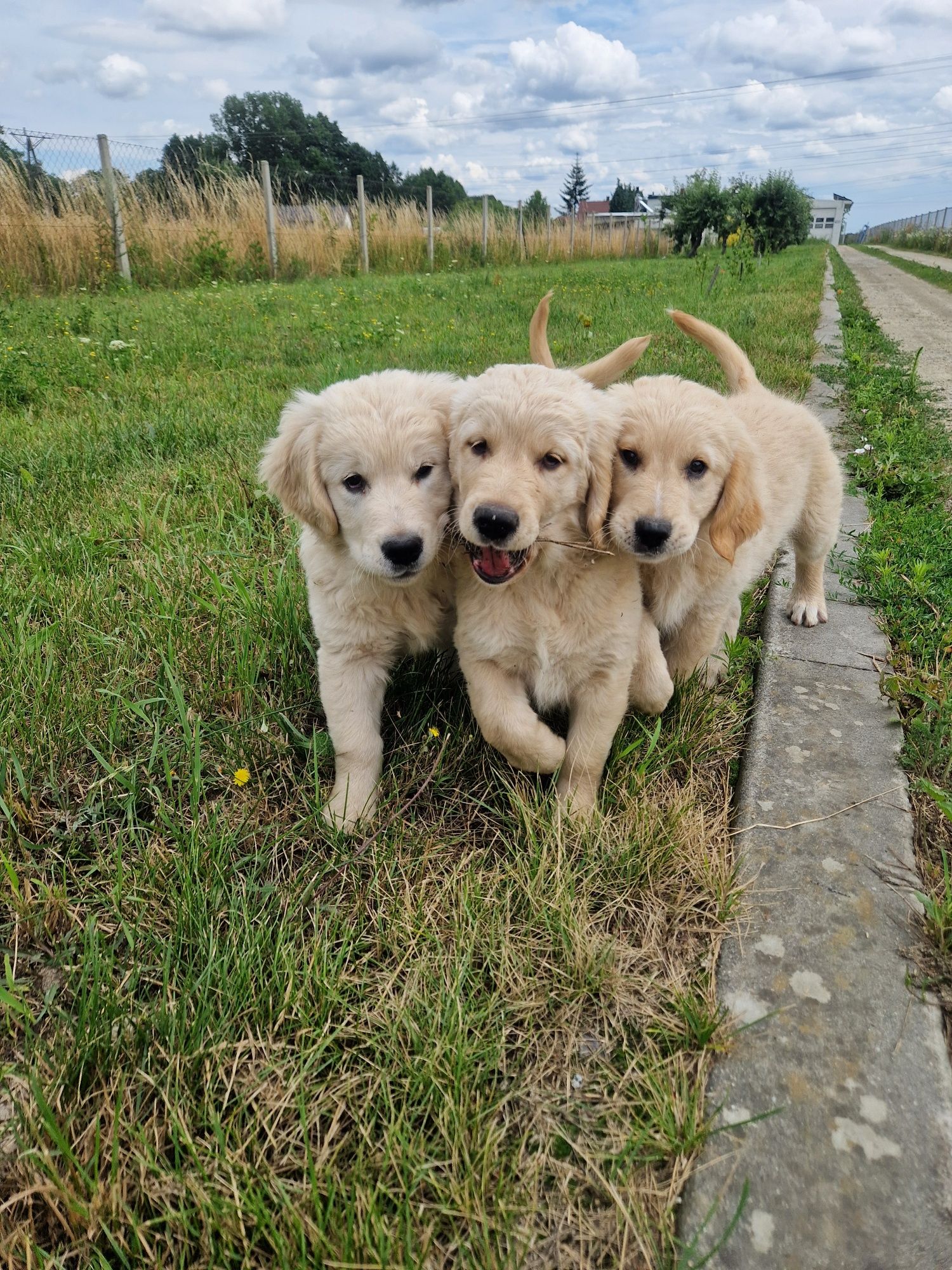 Samiec szczeniak golden retriever