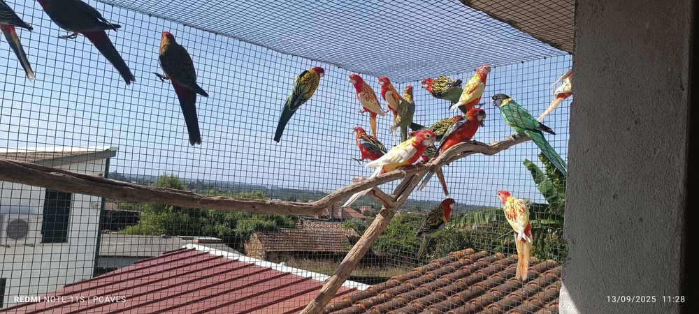 Roselas eximius e penantes