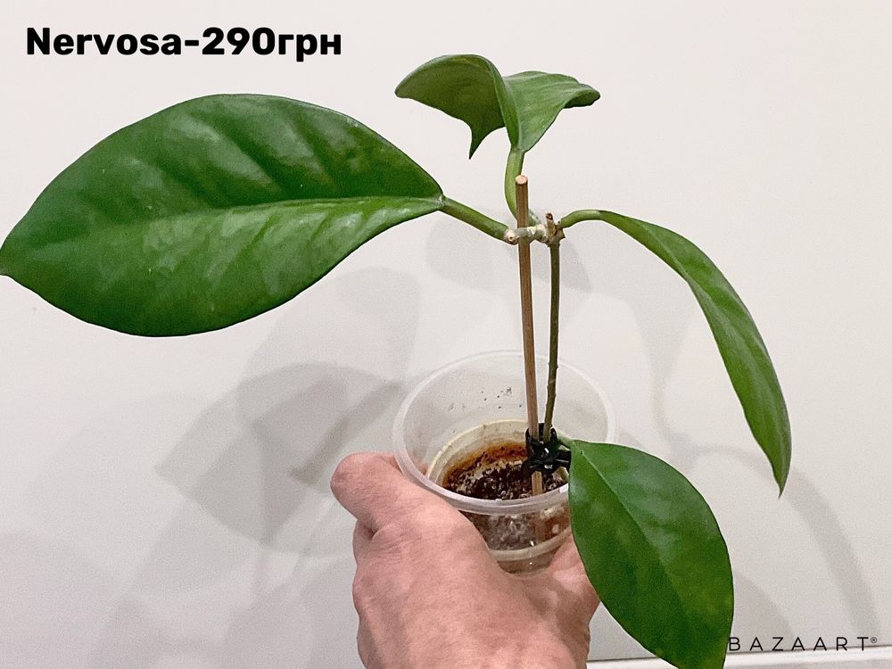 Хойя сорта разные укорененные