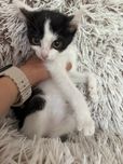 Котики віддам безкоштовно