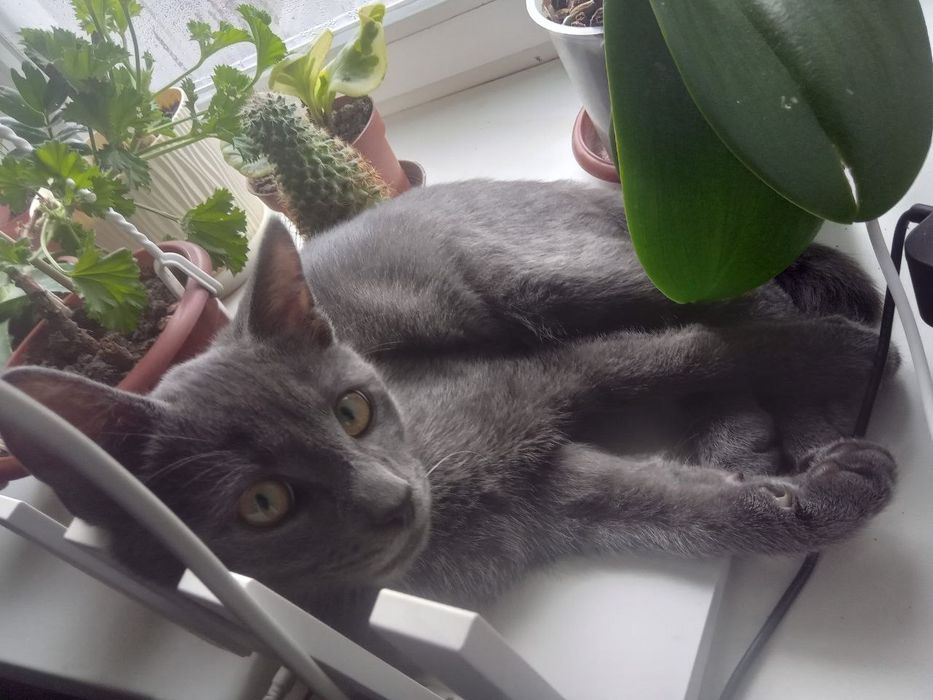 Котенок (котик) бесплатно в добрые руки