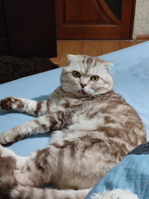 Кіт вязка шотландець віслоухий