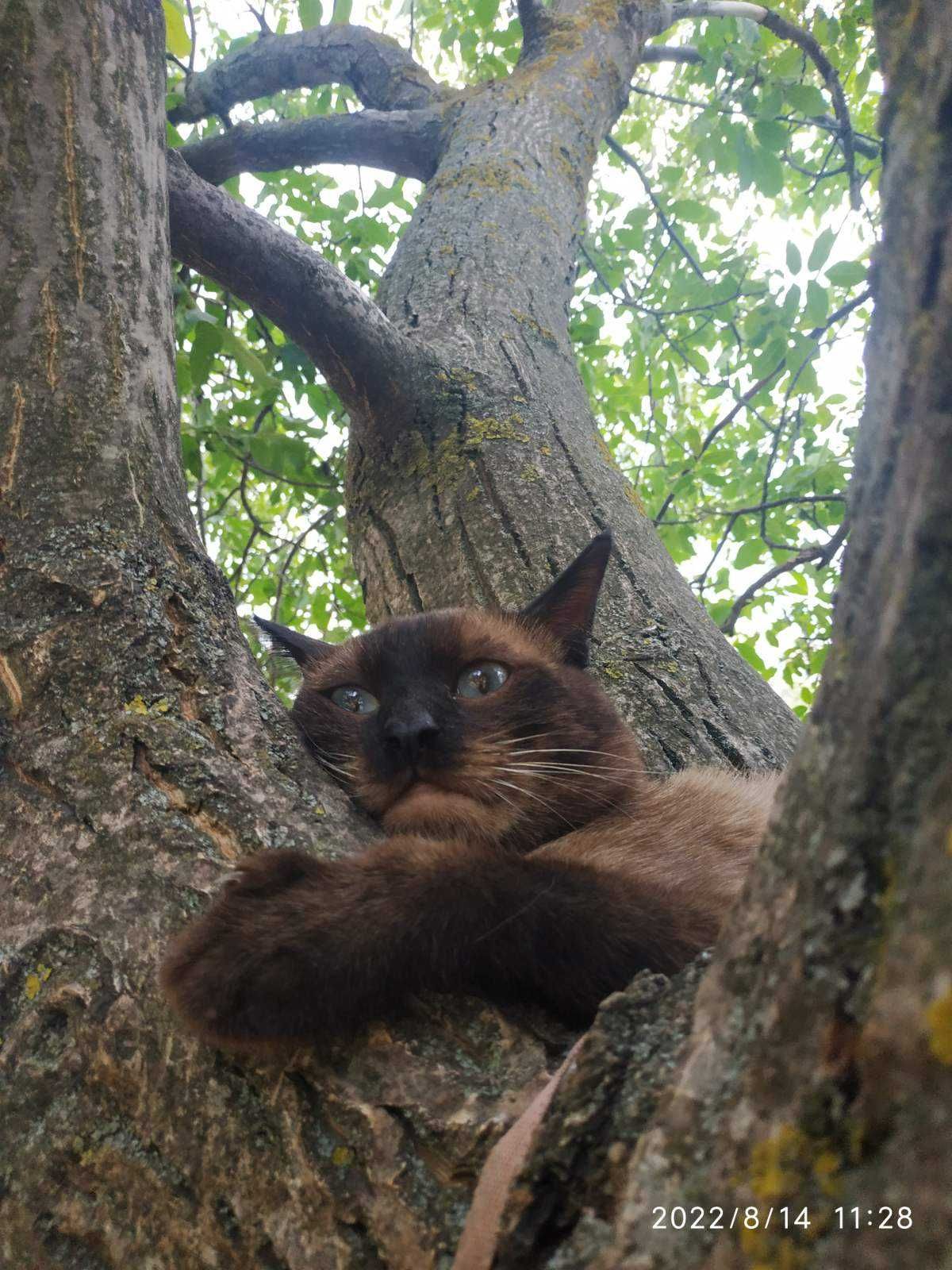 Красивый сиамский кот ищет кошку для вязки