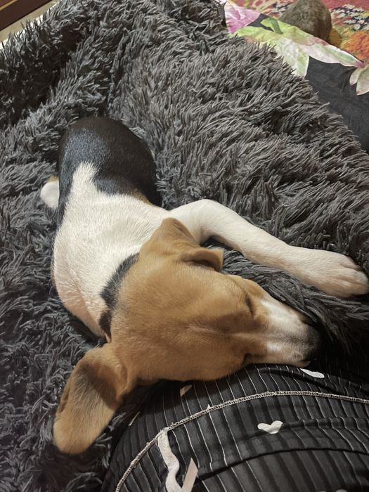 Собака, дівчинка бігль