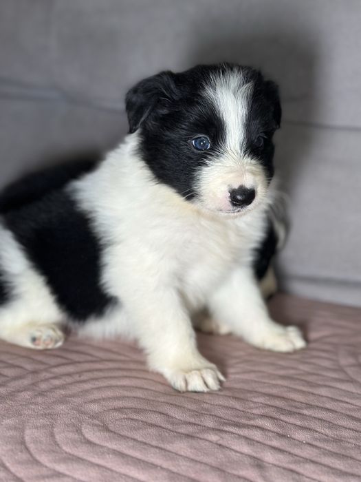 Suczka czarno biała border collie