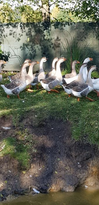 Mam na przedaż gęsi .